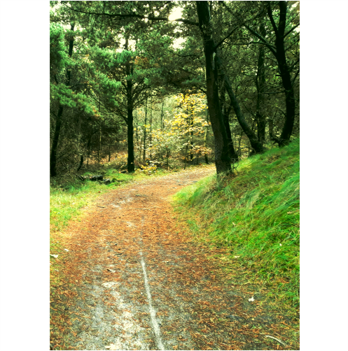 Canvasprints fullcolour - Afbeelding 4